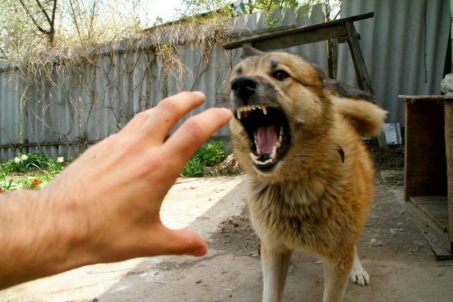 Рука и лающая собака коричневого окраса