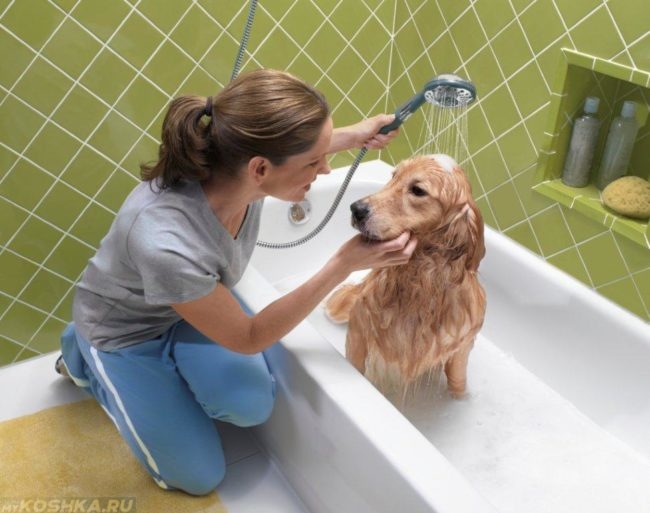 Купание собаки из душа в ванной