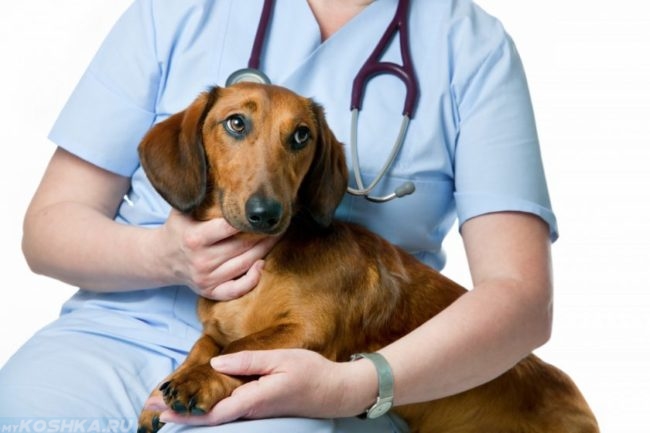 Собака коричневого окраса и ветеринар