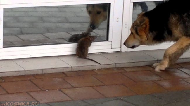 Крыса и собака на улице летом