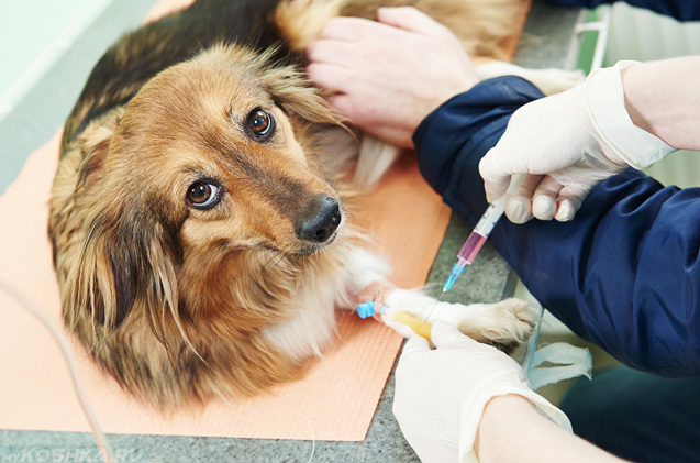 Ветеринарный врч берёт кровь на анализ у собаки