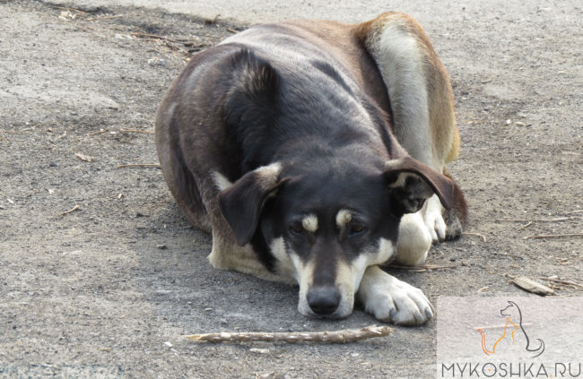 Простуженная собака лежит на полу