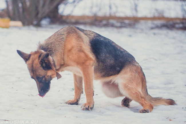 Отказ лап у собаки на снегу