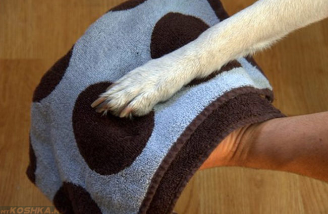 Чистая лапа собаки на полотенце