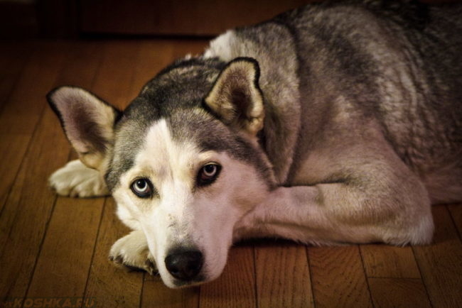 Собака породы хаски лежащая на полу