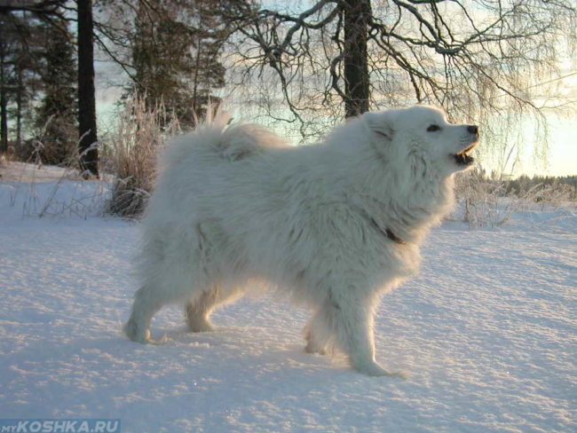 Белая пушистая собака на снегу 