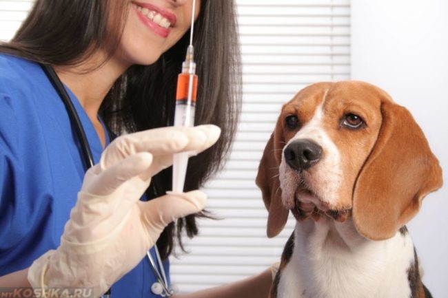 Ветеринар со шприцом в руке и собака
