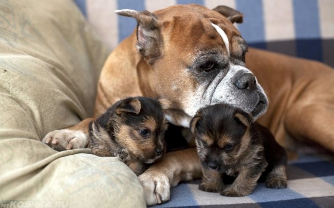 Собака с щенками на клетчатом одеяле