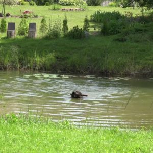 Собака задорно плавает в искусственном водоёме