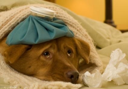 Применение компресса для сбития температуры у простуженной собаки.