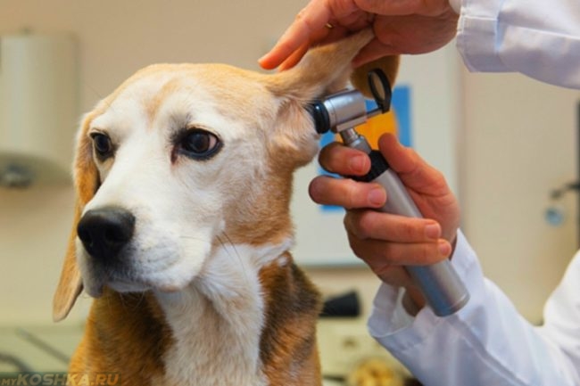 Осмотр уха у собаки в ветеринарной клинике