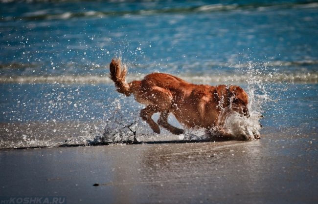 Собака играющая на берегу