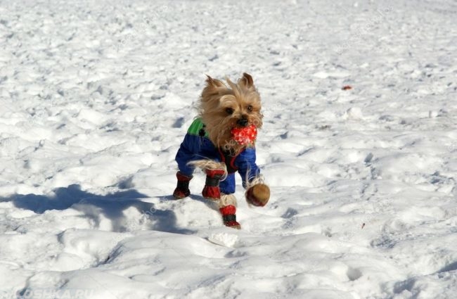 Собака породы йоркширский терьер в костюме на снегу