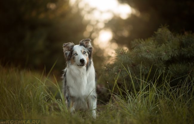 Голубоглазая собака в лесу 