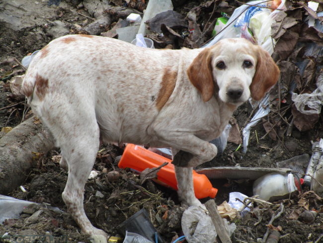 Собака стоящая в куче мусора