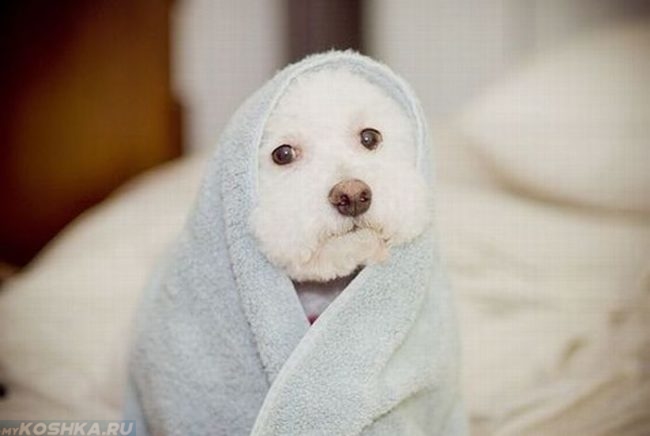 Собака завёрнутая в полотенце