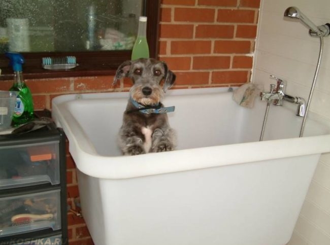 Собака с ошейником сидящая в ванне