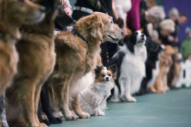 Выставка собак поставленных в ряд