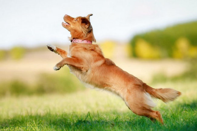 Собака в прыжке на природе