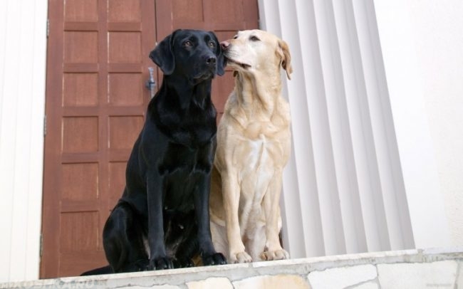 Две собаки разного окраса