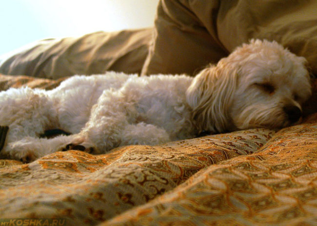 Гастроэнтерит у собаки лежащей на диване