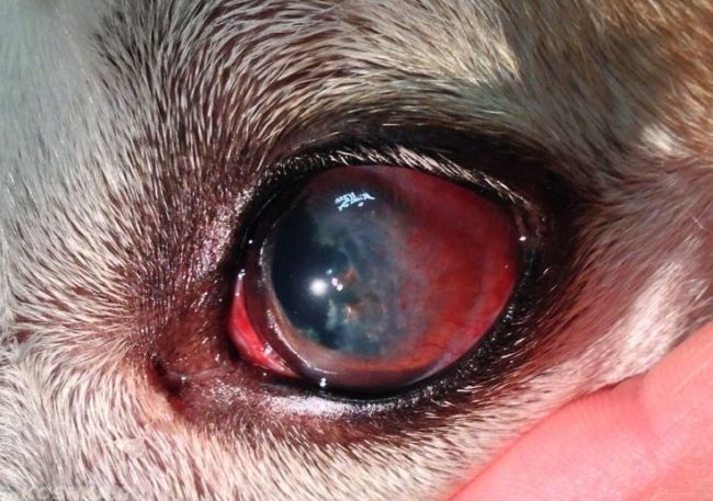 Покрасневшие глаза у собаки