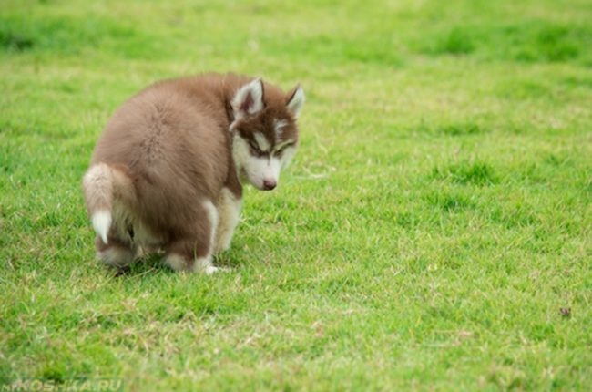 Испражнение собаки на зелёной поляне