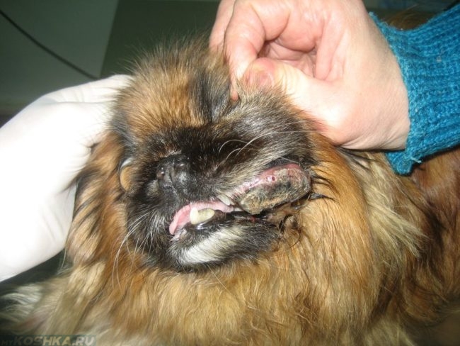 Лимфома губы у собаки с длинной шерстью