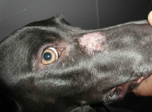 Микроспория у черной собаки на носу