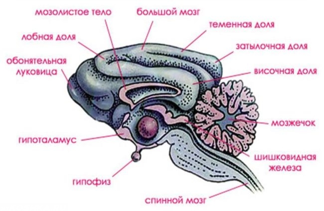 Строение головного мозга собаки в виде рисунка