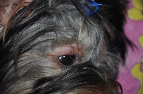 Облысение у собаки вокруг глаз серого окраса