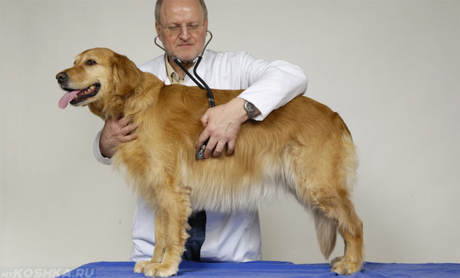 Прослушивание собаки при помощи стетоскопа