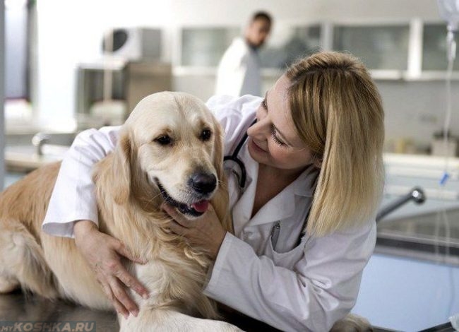Одышка у собаки и ветеринар