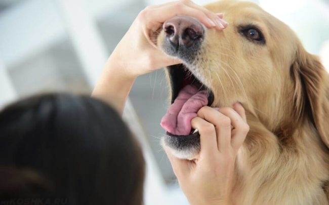 Проверка полости рта у собаки