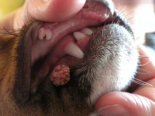 Папиллома у собаки на губе