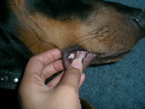 Вирусный папилломатоз у собаки и рука хозяйки