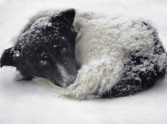Собака свернувшаяся на снегу