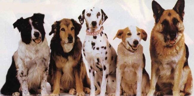 Собаки разных пород сидящие в ряд