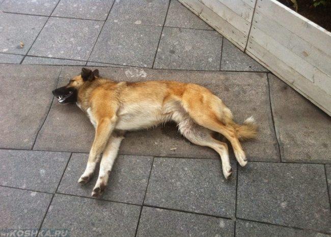 Судорожный припадок у собаки на улице