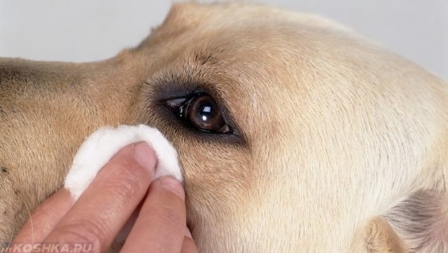Промывка глаз собаке при помощи ваты