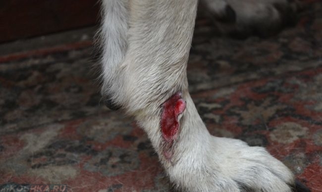 Рана на лапе у собаки светлого окраса
