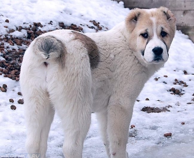 Собака породы алабай на улице зимой