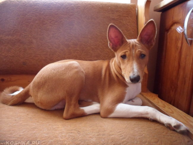 Заболевшая собака с большими ушами