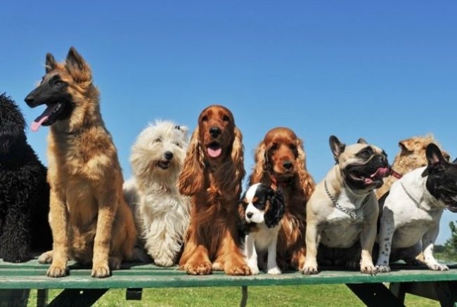 Собаки разных пород на фоне голубого неба