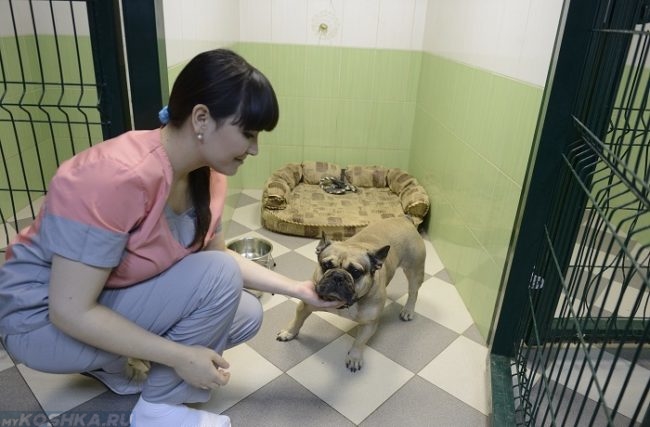 Собака в стационаре и ветеринарный врач