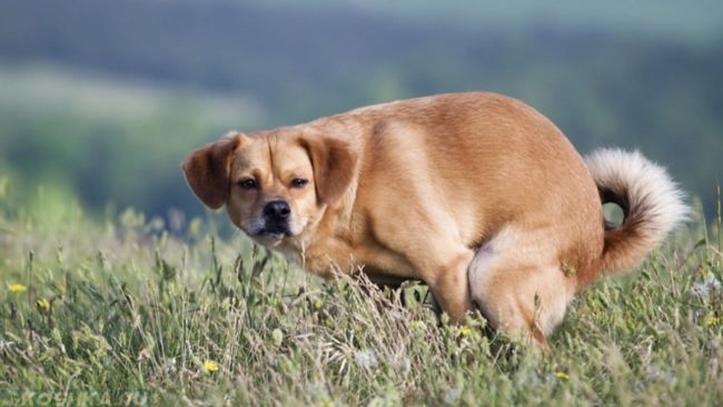 Запор у собаки на зелёной поляне