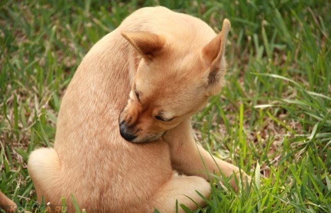 Зуд у собаки сидящей на траве