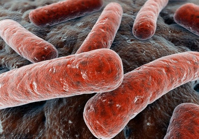 Микробактерии туберкулёза