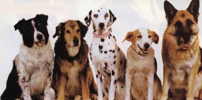 Разные породы собак сидящие в ряд