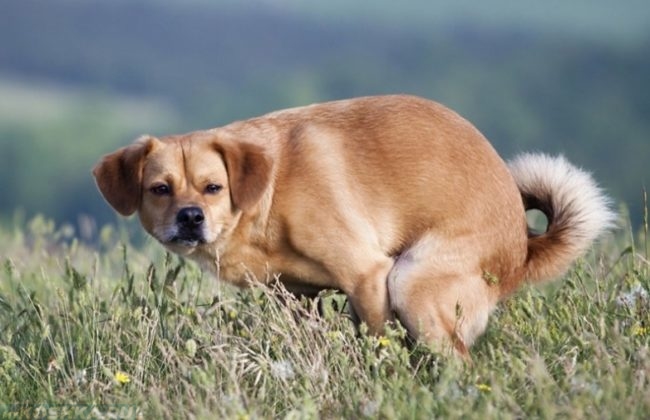 Запор у собаки на поле с травой